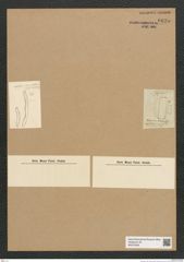 Diatomeae indet. Zeichnungen Sammlung Grunow Nr. 6625 (NHMW-BOT-W0375393)